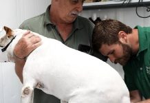 IMAP amplia vagas de castrações e atendimentos veterinários gratuitos