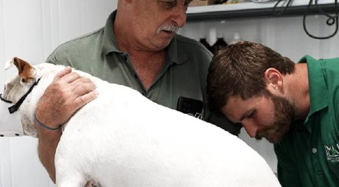IMAP amplia vagas de castrações e atendimentos veterinários gratuitos