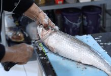 Vereadores de Penha aprovam projeto que inclui o pescado na alimentação escolar