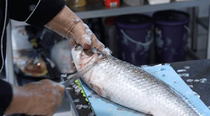 Vereadores de Penha aprovam projeto que inclui o pescado na alimentação escolar