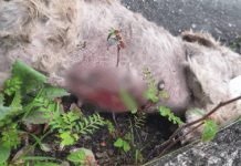 Cachorra é estuprada e morta de forma brutal em SC