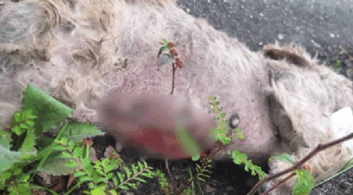 Cachorra é estuprada e morta de forma brutal em SC