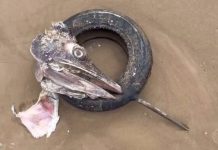 Um dos maiores peixes do mundo é encontrado em Piçarras com pneu preso no bico
