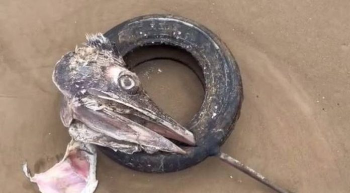 Um dos maiores peixes do mundo é encontrado em Piçarras com pneu preso no bico