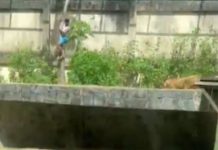 Video mostra homem que caiu na jaula de uma leoa e foi devorado em João Pessoa