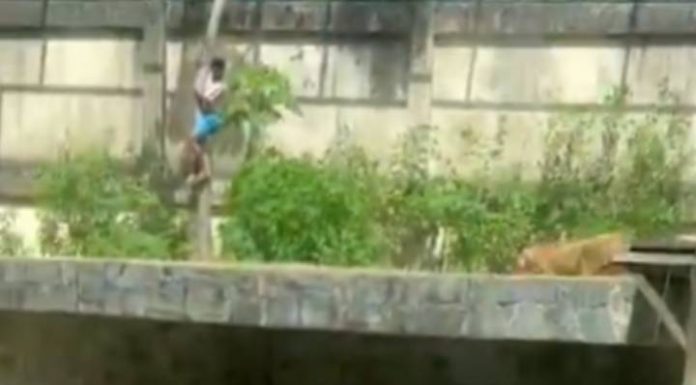 Video mostra homem que caiu na jaula de uma leoa e foi devorado em João Pessoa