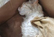 TADINHO! Gatinho morre envenenado e moradores ficam em alerta no bairro Santa Lídia em Penha