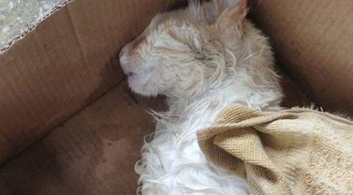TADINHO! Gatinho morre envenenado e moradores ficam em alerta no bairro Santa Lídia em Penha