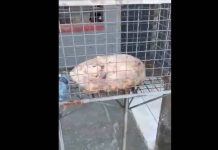 VIDEO Vereador Ferrão flagra carne podre descartada a céu aberto e alerta para risco grave à saúde em Penha