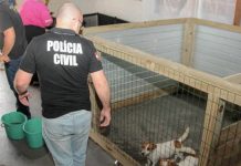 VIDEO Polícia Civil resgata 19 cães mantidos em canil clandestino em Navegantes