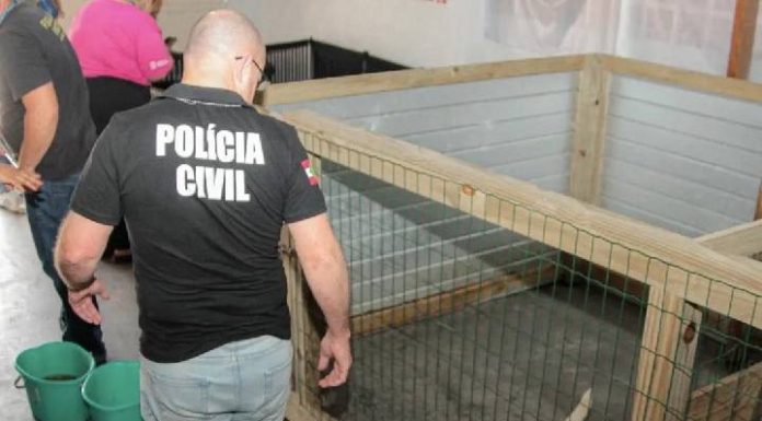 VIDEO Polícia Civil resgata 19 cães mantidos em canil clandestino em Navegantes