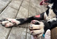 VIDEO Homem é preso em Blumenau por arrastar cão amarrado em caminhão por 1 km