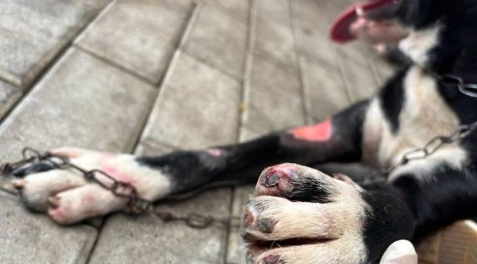 VIDEO Homem é preso em Blumenau por arrastar cão amarrado em caminhão por 1 km