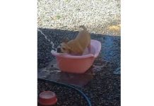 VIDEO Cachorrinha princesa entra no clima do verão em Piçarras
