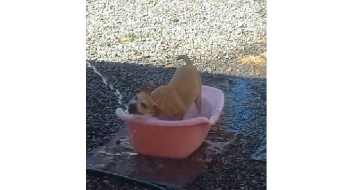 VIDEO Cachorrinha princesa entra no clima do verão em Piçarras