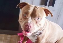 VIDEO Cão some após seguir em direção à BR e criança vive drama em Piçarras