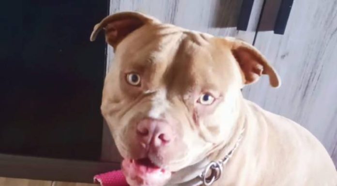 VIDEO Cão some após seguir em direção à BR e criança vive drama em Piçarras