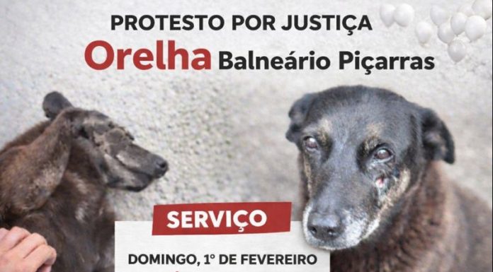 Balneário Piçarras terá ato de protesto pela morte do cão Orelha na Praia Central neste domingo (1º)