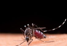 Saneamento: um dos principais aliados no combate à dengue