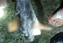Após se assustar com fogos em SC, cachorro acaba com estaca de portão encravada na pata