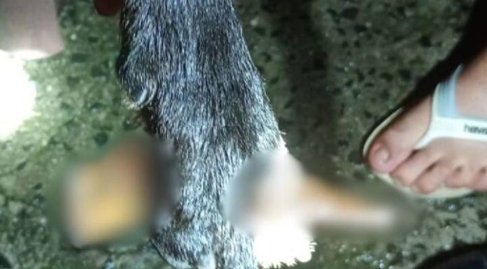 Após se assustar com fogos em SC, cachorro acaba com estaca de portão encravada na pata