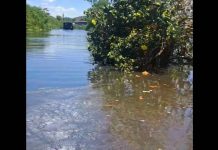 VIDEO Rio Piçarras vira esgoto a céu aberto e moradores denunciam mau cheiro, gordura e abandono ambiental