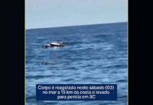VIDEO Corpo é resgatado a 15 km da costa e mobiliza bombeiros em Balneário Barra do Sul