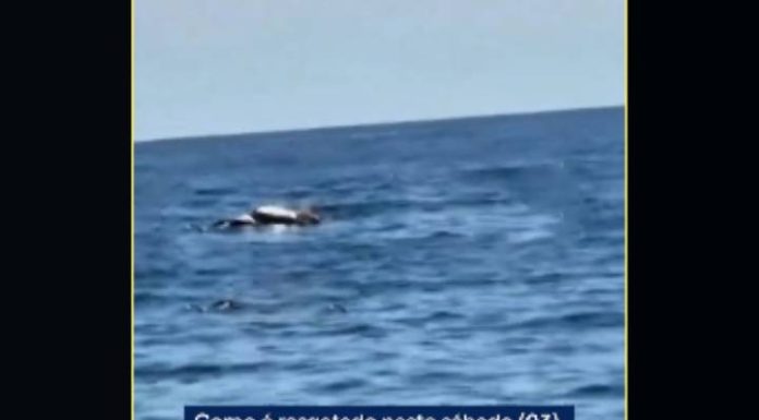 VIDEO Corpo é resgatado a 15 km da costa e mobiliza bombeiros em Balneário Barra do Sul