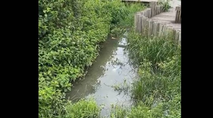 NOJO EM PIÇARRAS: Esgoto vaza na beira-mar, escorre para o mar e escancara abandono do saneamento