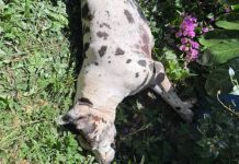 Cerca elétrica de creche cai e mata dogue alemão de vizinha