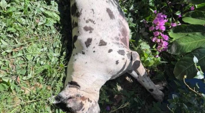 Cerca elétrica de creche cai e mata dogue alemão de vizinha