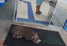 Pitbull dorme na porta do PA de Piçarras e expõe adultos e crianças à risco enquanto autoridades se omitem
