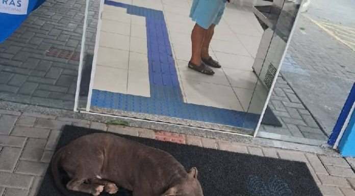 Pitbull dorme na porta do PA de Piçarras e expõe adultos e crianças à risco enquanto autoridades se omitem