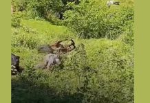 VIDEO “Sai fora, Kauan!”: aviso vira profecia em briga de bois que termina em susto e risadas