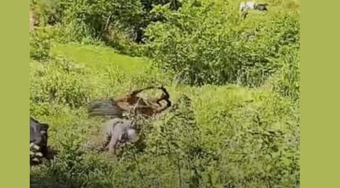 VIDEO “Sai fora, Kauan!”: aviso vira profecia em briga de bois que termina em susto e risadas