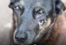 PECADO Cão comunitário é violentamente agredido e morto