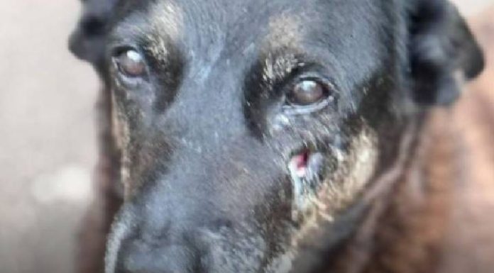 PECADO Cão comunitário é violentamente agredido e morto