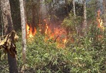 VIDEO Incêndio atinge área de eucalipto em Camboriú e mobiliza bombeiros por mais de seis horas