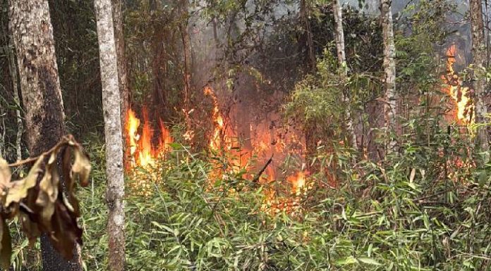 VIDEO Incêndio atinge área de eucalipto em Camboriú e mobiliza bombeiros por mais de seis horas