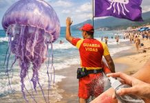 Acidentes com águas-vivas disparam no litoral catarinense; veja os cuidados