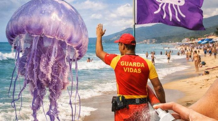 Acidentes com águas-vivas disparam no litoral catarinense; veja os cuidados