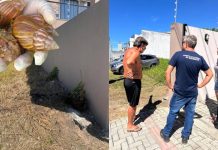 Vigilância Ambiental de Piçarras orienta moradores sobre combate ao caramujo africano