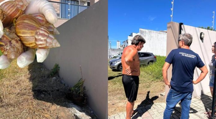 Vigilância Ambiental de Piçarras orienta moradores sobre combate ao caramujo africano