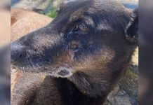 Cão Orelha: o que ainda falta saber sobre o caso após a conclusão do inquérito
