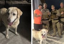 VÍDEO Policiais resgatam cadela ferida na BR-101 em Itajaí