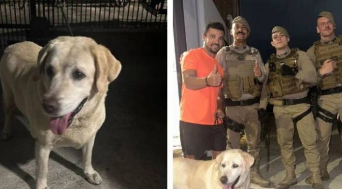 VÍDEO Policiais resgatam cadela ferida na BR-101 em Itajaí