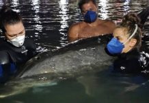 Golfinho avistado por banhistas em Penha morre após resgate