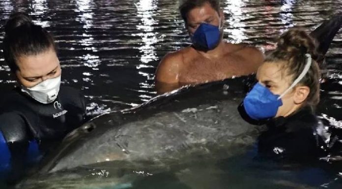 Golfinho avistado por banhistas em Penha morre após resgate