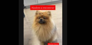 Cãozinho da raça Spitz Alemão desaparece no bairro Santa Lídia, em Penha