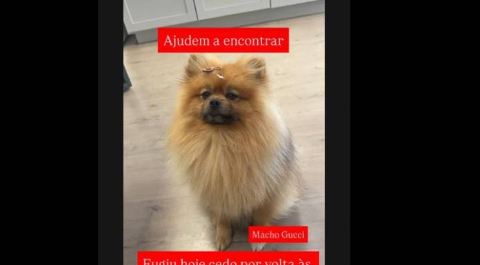 Cãozinho da raça Spitz Alemão desaparece no bairro Santa Lídia, em Penha